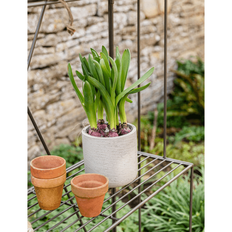 Ashbury Plant Stand - Large